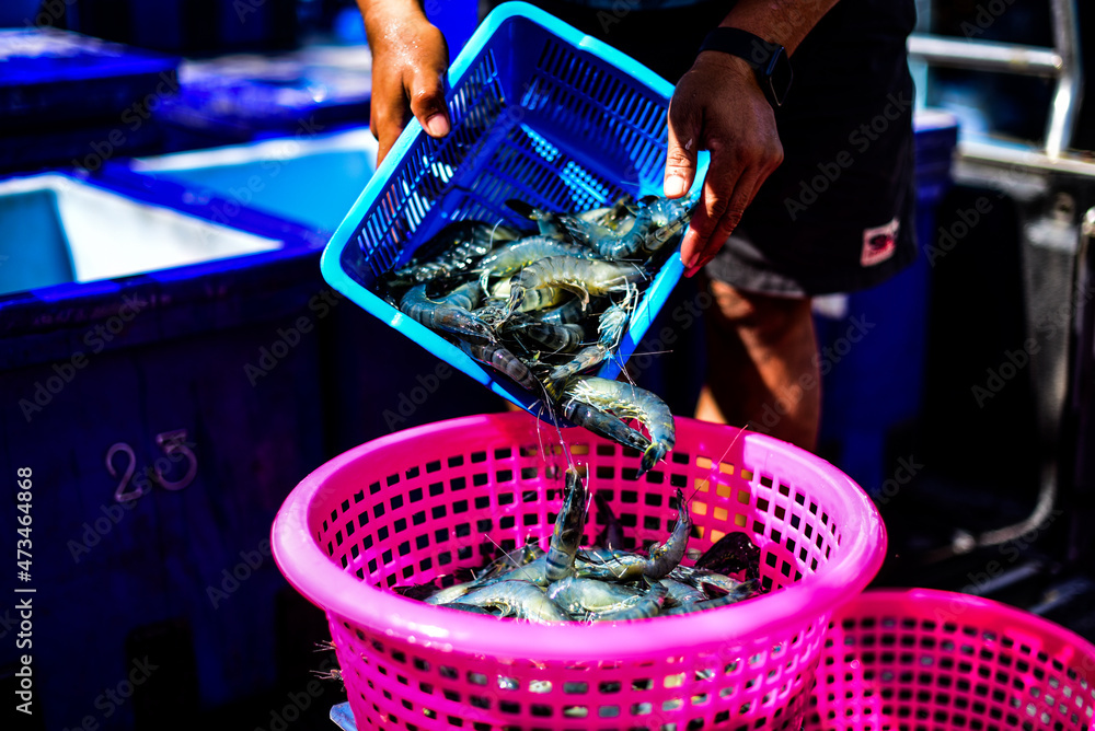 Local fishermen scoop shrimp for sale in front of Ban Phe Market, Rayong Province, Thailand.
