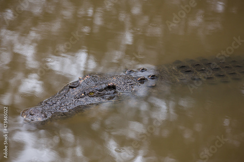 Australian saltwater crocodile in water