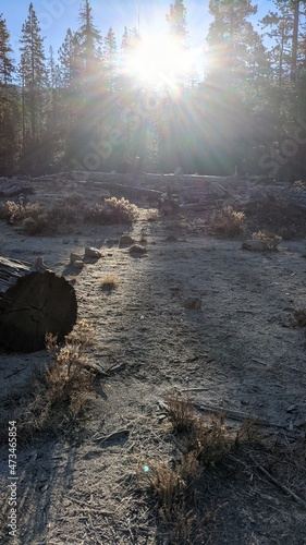 Morning in the forest
