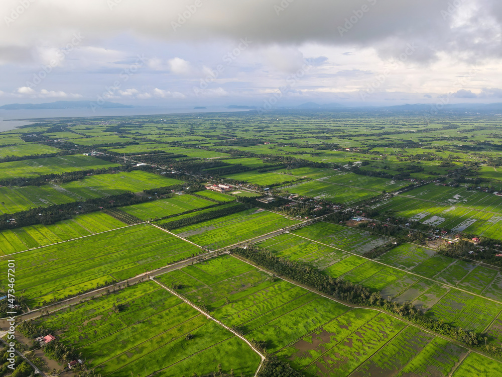 Aerial view green natural landscape of paddy field