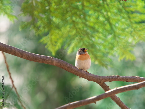 アトリ Fringilla montifringilla photo