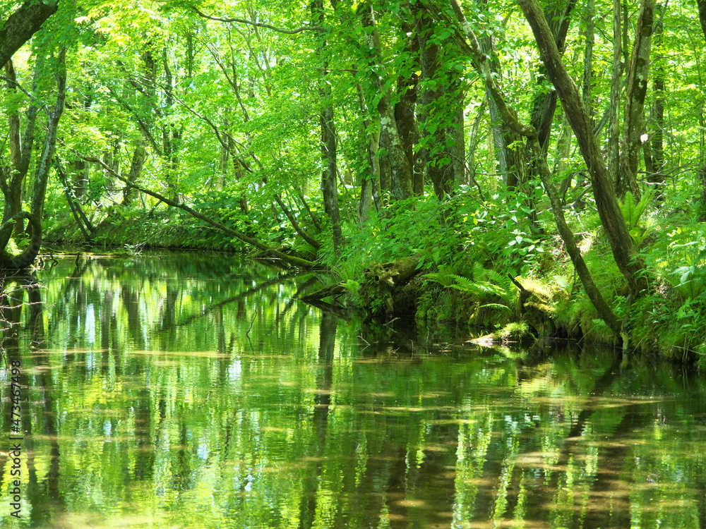Fototapeta premium 北海道の湧水の川面