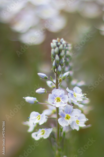 blossom in spring