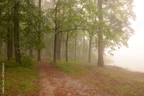 Mist forest. Forest with lots of trees and fog. Foggy forest lake shore