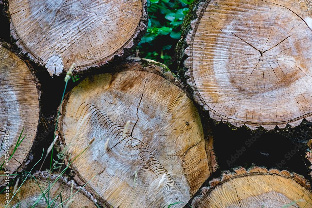 Naklejka premium Stack of logs