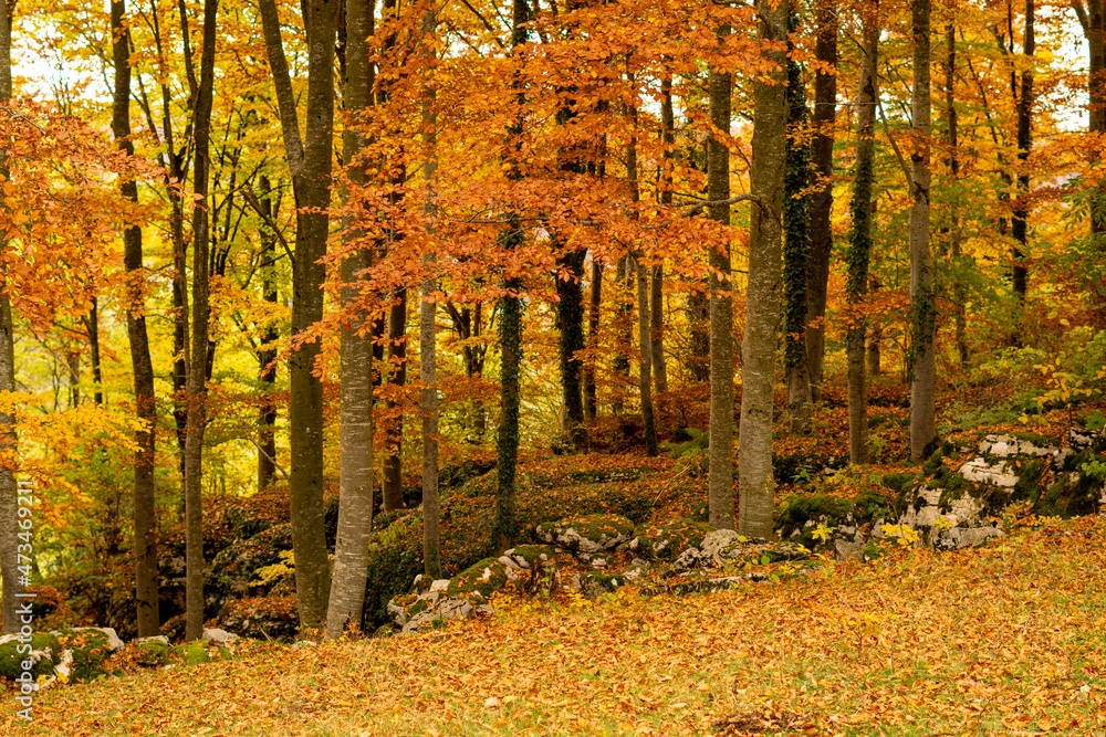 Understory autumn forest