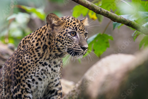 Sri Lankan leopard cub  Panthera pardus kotiya