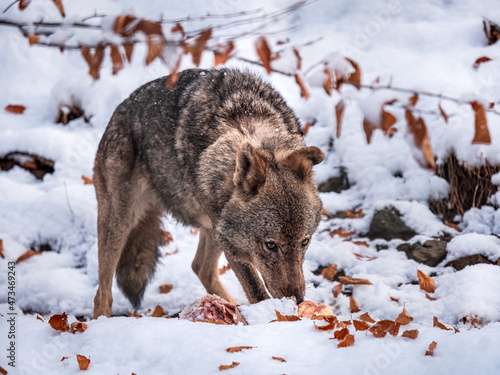 Iberian wolf (Canis lupus signatus) on snow. photo