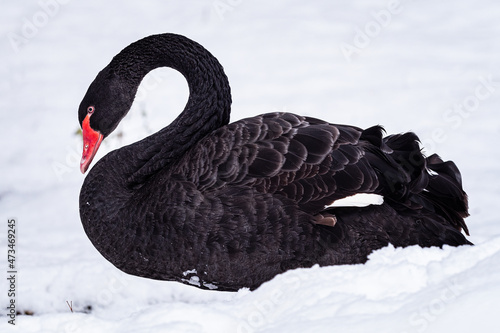 Black swan (Cygnus atratus) in the snow. Beautiful west australian black swan in winter. photo