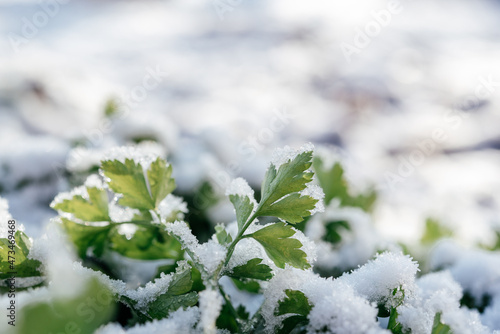 Green leaves of parsley covered with snow, winter morning in the garden background © Marinesea