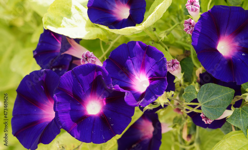 Ipomoea purpurea - Gros plan sur grandes fleurs de liserons bleus ou volubilis à corolles en entonnoir bleu, rose et pourpre photo