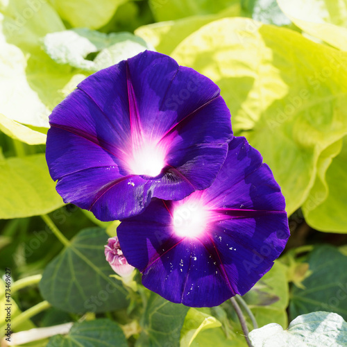 (Ipomoea purpurea) Volubilis ou ipomées pourpres à grandes fleurs groupées en cymes à corolle en trompette de couleur bleu, mauve, rose et pourpre au feuillage alterne et cordiforme photo