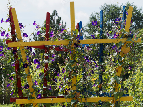 Obraz na plátně Volubilis ou ipomées pourpres ou Ipomoea purpurea aux grappes de grosses fleurs