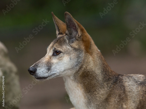Portrait of a Dingo, Australia's native dog with blurred background © Stephen Browne