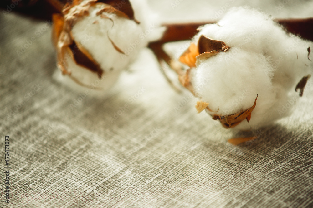 a branch of cotton close-up on a light background a branch of cotton close-up on a light background