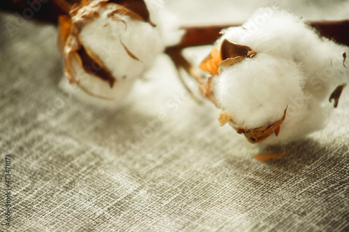 a branch of cotton close-up on a light background