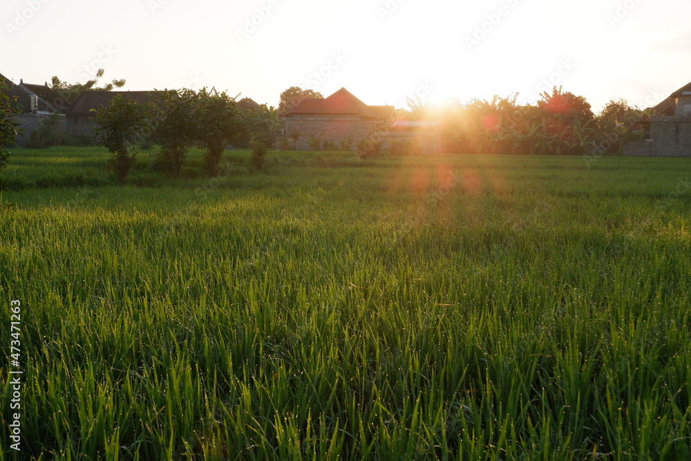 sunrise over the field