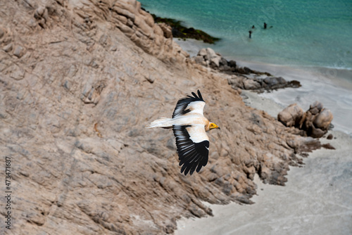 Foto egyptian vulture also called as pharaoh's chicken on Socotra island