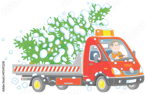 Funny driver in a small truck carrying a snowy Christmas tree from a winter forest, vector cartoon illustration on a white background