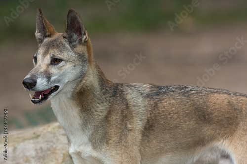 Dingo, the Australian native dog