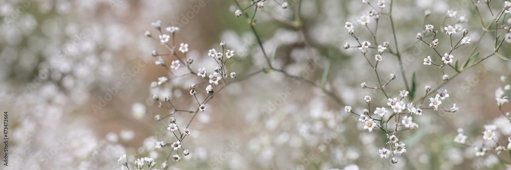 Small white flowers of gypsophila with petals in field closeup Small white flowers of gypsophila with petals in field closeup