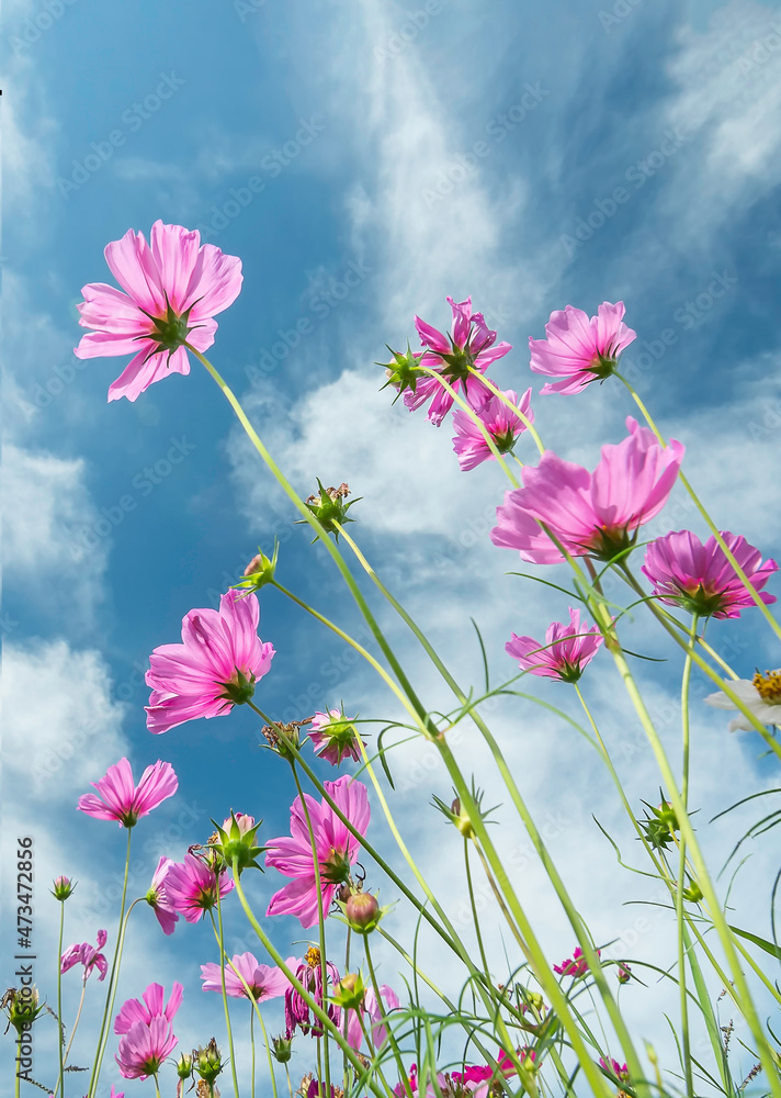 Pink cosmos flowers blooming in the garden isolated blue sky background Pink cosmos flowers blooming in the garden isolated blue sky background