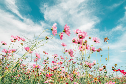 Beautiful pink cosmos flowers blooming in the garden, Cosmos flowers in the field, pastel color tone.