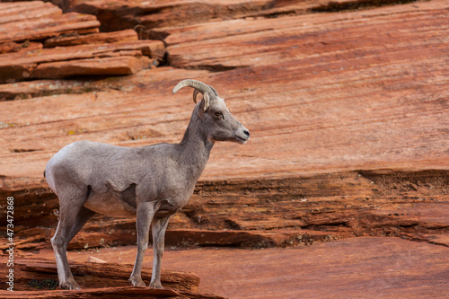 Mountain goat