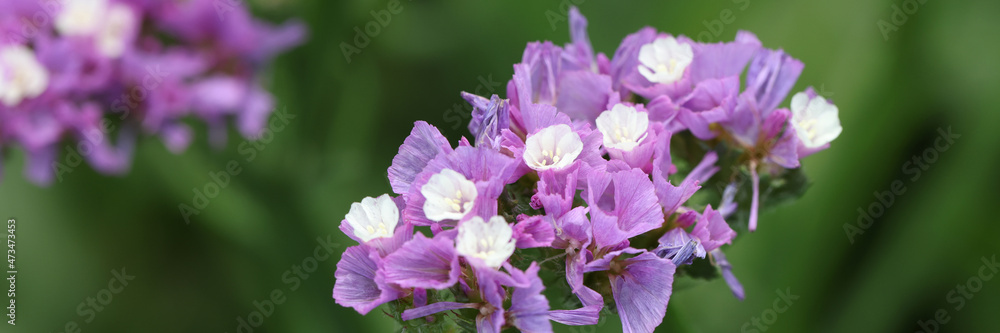 Purple statice flowers on field. Bright wildflowers Purple statice flowers on field. Bright wildflowers