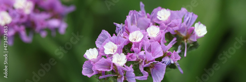 Purple statice flowers on field. Bright wildflowers