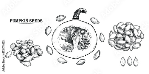 Half a mini pumpkin , shelled and unshelled pumpkin seeds. Hand draw realistic  set. Vector clipart. Isolated vintage drawings.