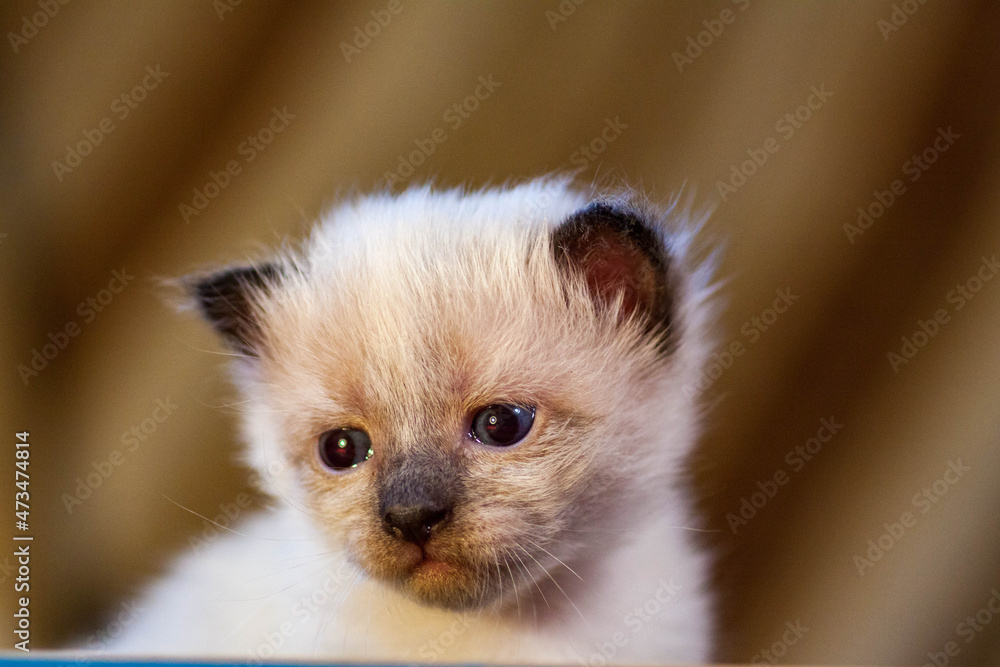 little kittens with beautiful eyes and soft hair are played at home with their beloved children. The tiny kitten is sleeping. Beautiful little kitty. little kittens with beautiful eyes and soft hair are played at home with their beloved children. The tiny kitten is sleeping. Beautiful little kitty.