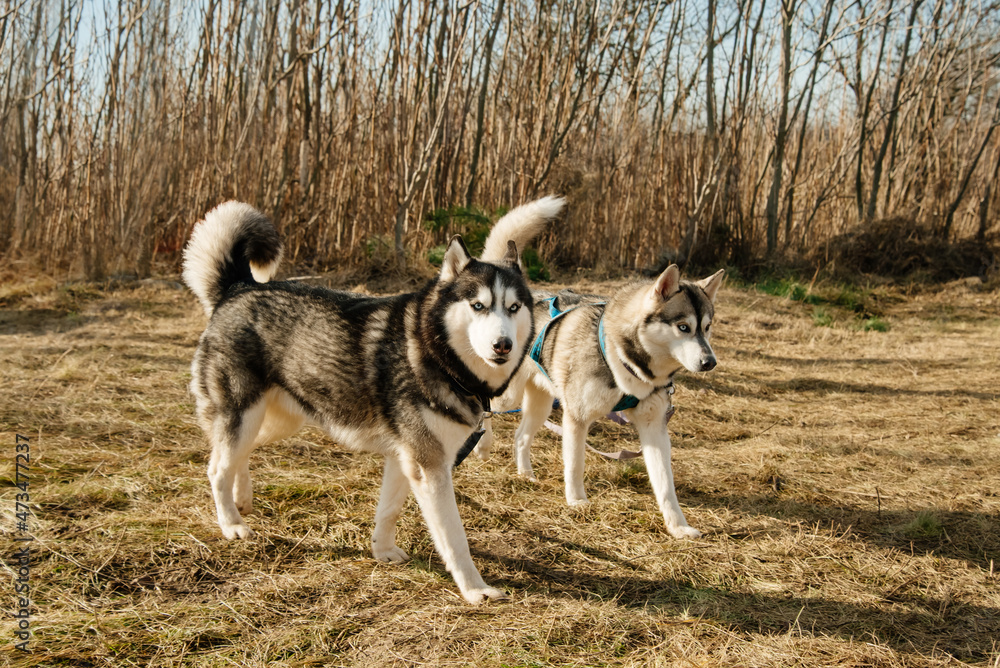 Two husky dogs in the autumn forest