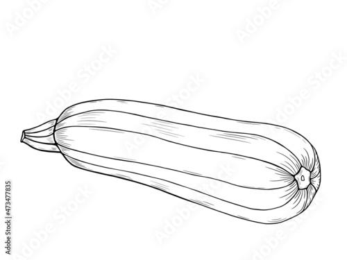 Vegetable: marrow squash, zucchini. Outline freehand drawn. Vector illustration isolated on white background. Separate objects. Stylized linear sketch. Coloring book page.