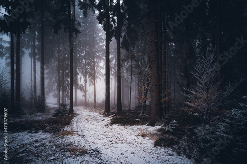 Winter im Wald mit Nebel