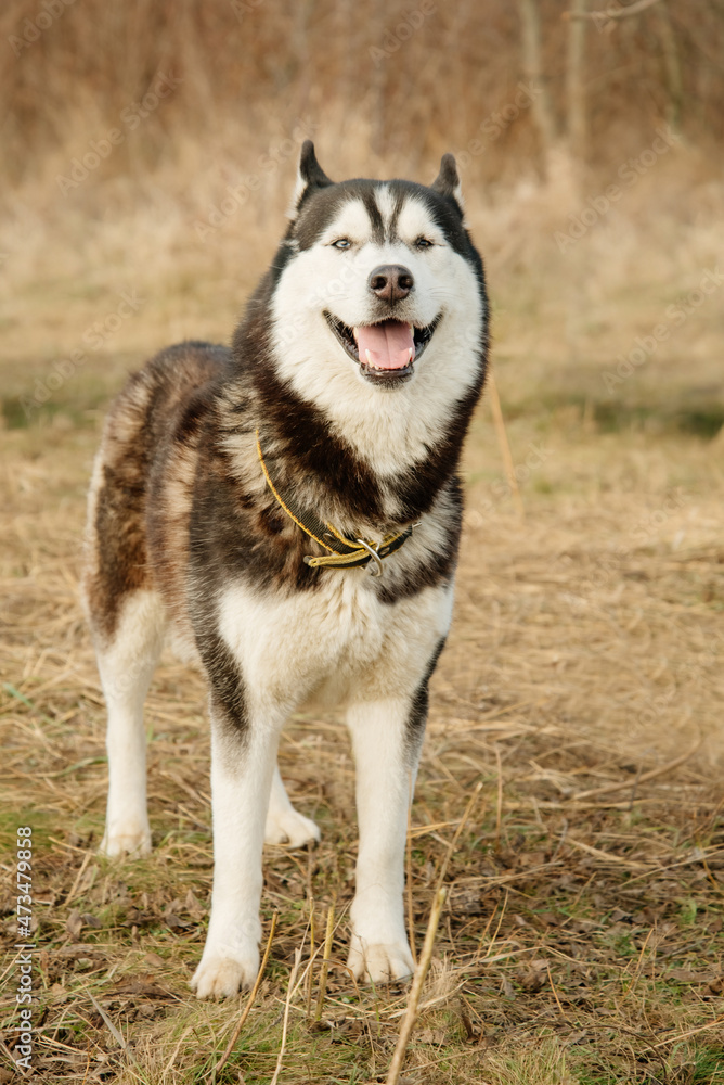 Husky smiles. A big husky dog in the autumn forest.