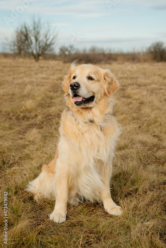 A golden retriever sits in the wind on an autumn field in the hills