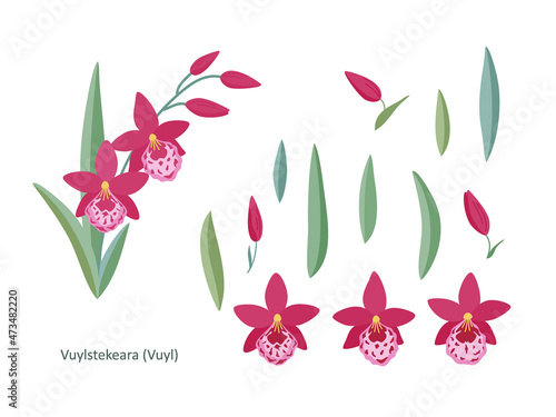 Set with pink orchid flowers (Vuylstekeara), leaves and buds, on a white background. Simple elegant elements for your design of cards, greetings, invitations and the like. Flat cartoon vector.