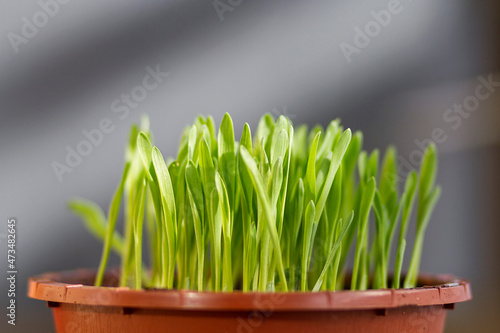 A pot of fresh cat grass