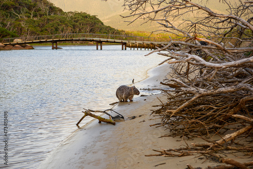 Tidal River, Wilsons Promontory, Victoria, Australia photo