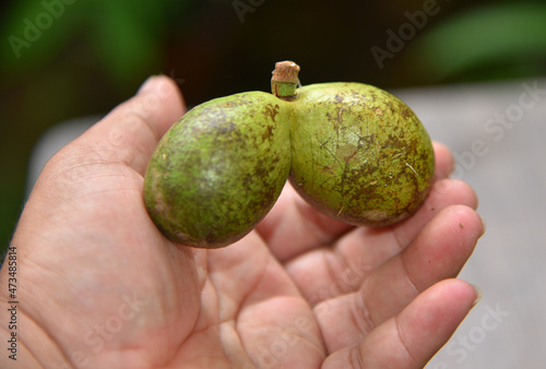 Pometia pinnata, with common names including matoa, taun tree, island lychee, tava, Pacific lychee is a large tropical hardwood and fruit tree species, of the plant family Sapindaceae.