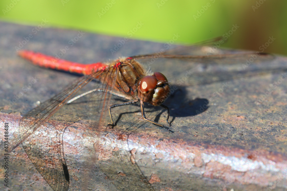 detailed close up macro shot of a male nomad or red veined darter dragonfly (Sympetrum fonscolombii) sitеing with open wings on an old rusty handrail with a bokeh blurred green background detailed close up macro shot of a male nomad or red veined darter dragonfly (Sympetrum fonscolombii) sitеing with open wings on an old rusty handrail with a bokeh blurred green background