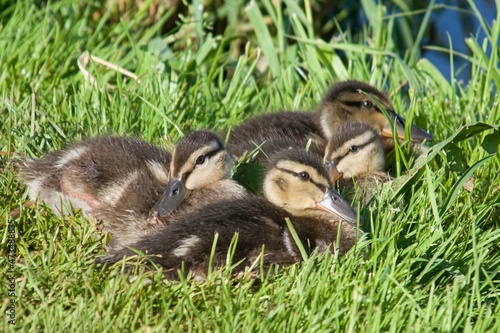 ducklings on grass © Ondrej