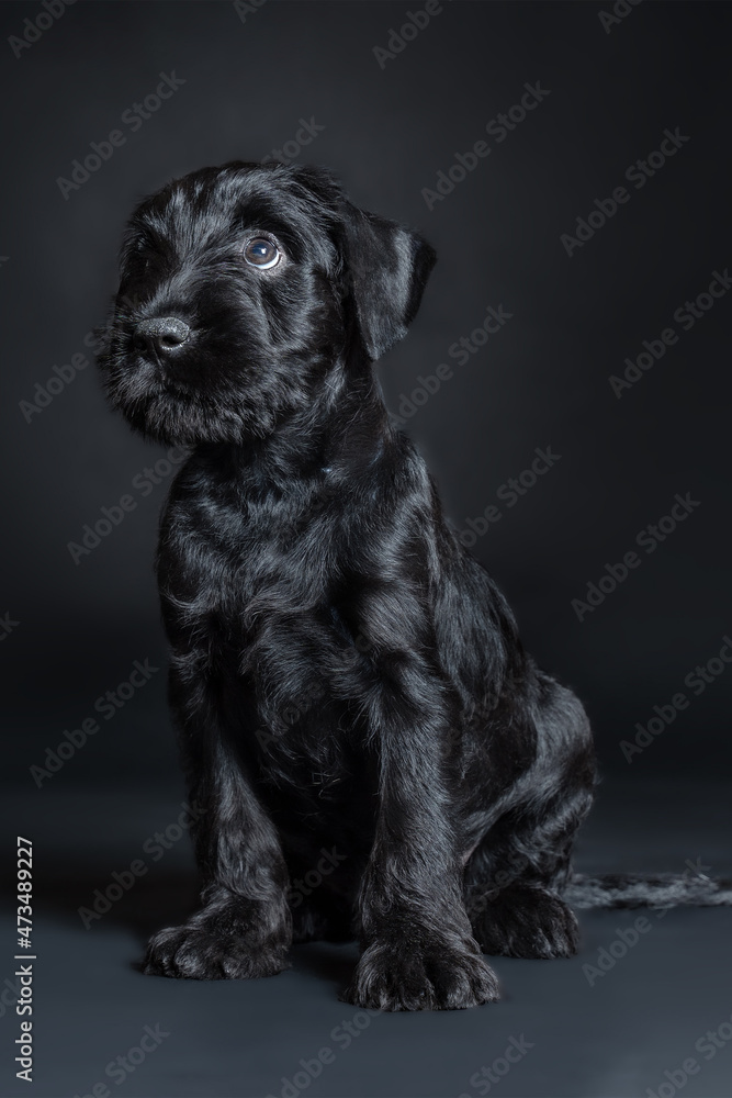 Obraz premium Cute little puppy of black Mittel Schnauzer breed, sitting with humiliating look. Closeup portrait of pretty dog, dark background, copy space.