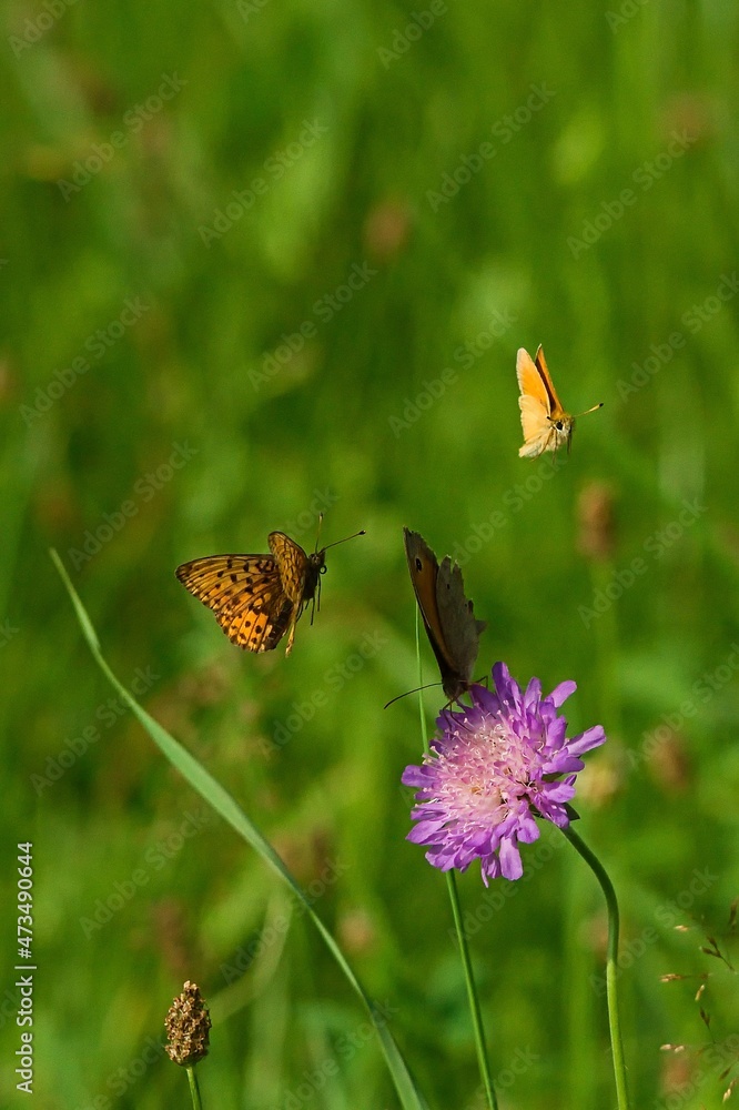 Butterfly in flight on the meadow Butterfly in flight on the meadow