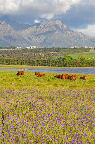 Cattle Near Stellenbosch in South Africa