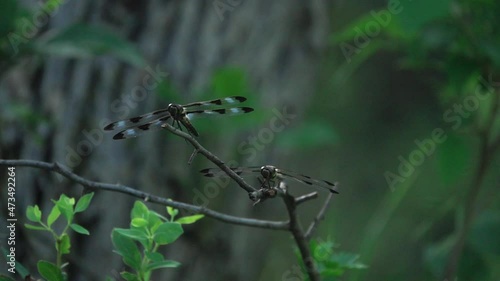 A couple dragonflies resting in a forest in slow motion (240p). photo