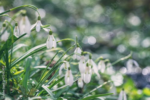 Lovely white snowdrop or galanthus flowers growing in the wild nature, beautiful springtime sunny outdoor background with sparkles, early spring in Europe
