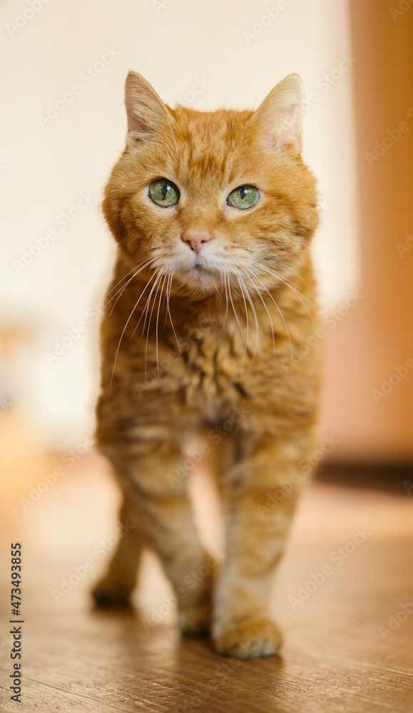 Beautiful ginger cat. Selective focus on eyes.