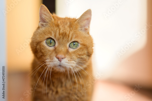Beautiful ginger cat. Selective focus on eyes.